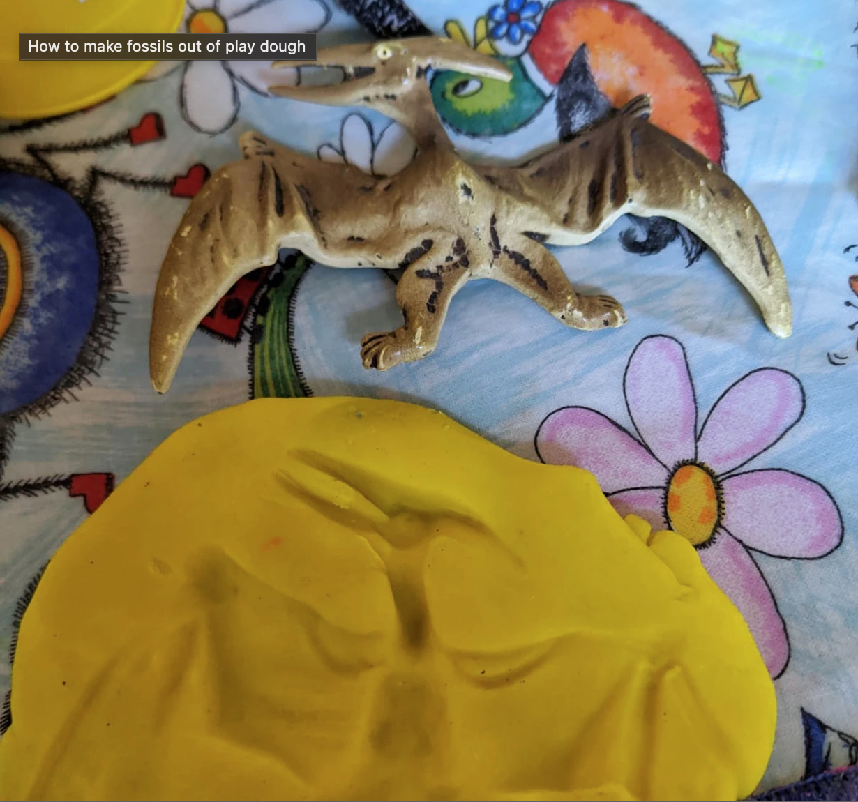 Dinosaur fossils